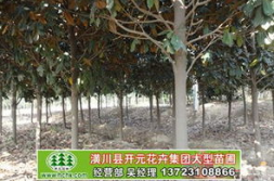 河南苗木,绿色生态的瑰宝与致富之路