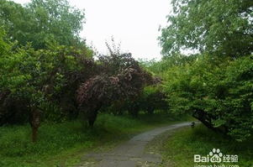 清明节旅游攻略,探寻历史足迹,品味春日美景